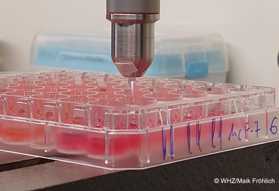 Behandlung der Zellen mit einem Plasmastrahl (Foto: WHZ/M. Fröhlich) 